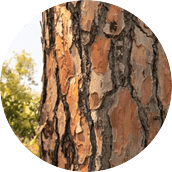 Phytopin®